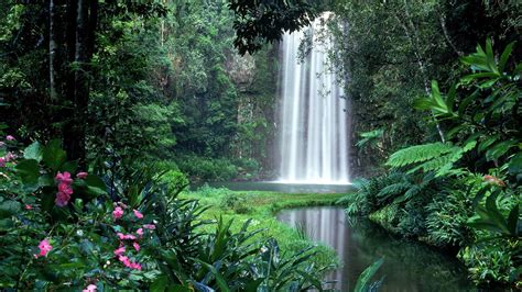 Forest Waterfall Diversity Plant Power Life Clear
