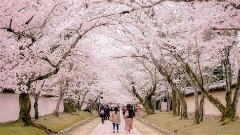 The 10 Most Beautiful Cherry Blossom Sakura Spots In Kyoto