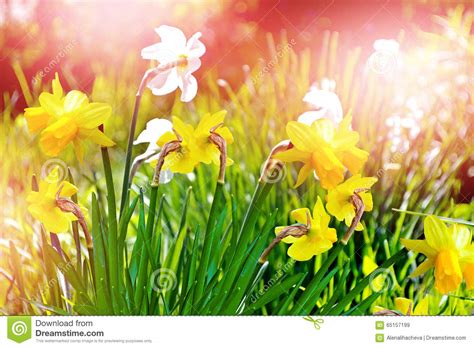 Spring Landscape Beautiful Spring Flowers Daffodils Stock Image