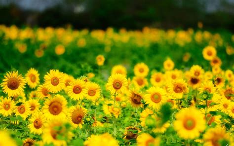 Image Of Sunflower Hd Desktop Wallpapers 4k Hd