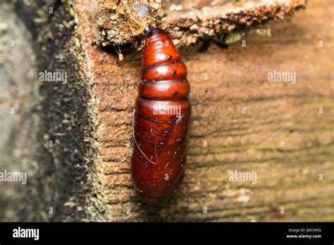 Insect Cocoon High Resolution Stock Photography And Images Alamy