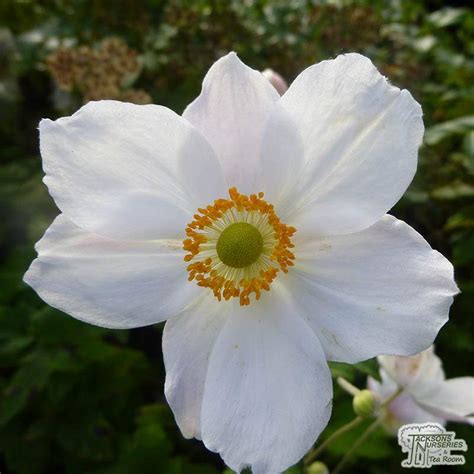 Anémone was born on august 9, 1950 in paris, france as anne madeleine louise bourguignon. Buy Anemone x hybrida Honorine Jobert (Japanese Anemone ...