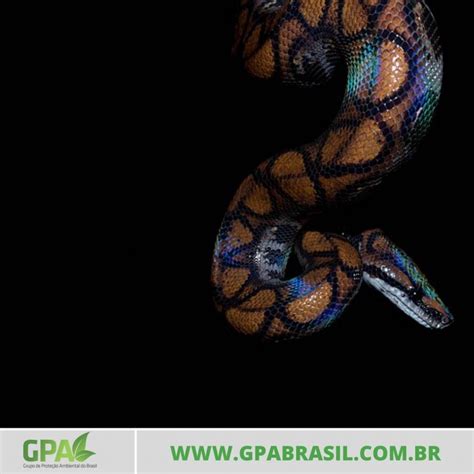 Fotos Da Cobra Salamanta