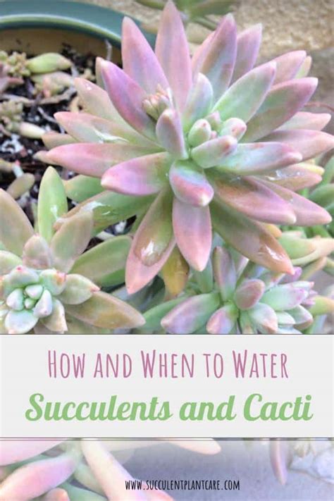 How And When To Water Succulents And Cacti Succulent