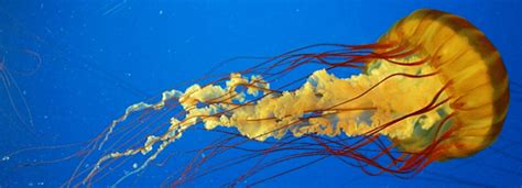 Pacific Sea Nettles Beautiful Blind And Brainless Predators