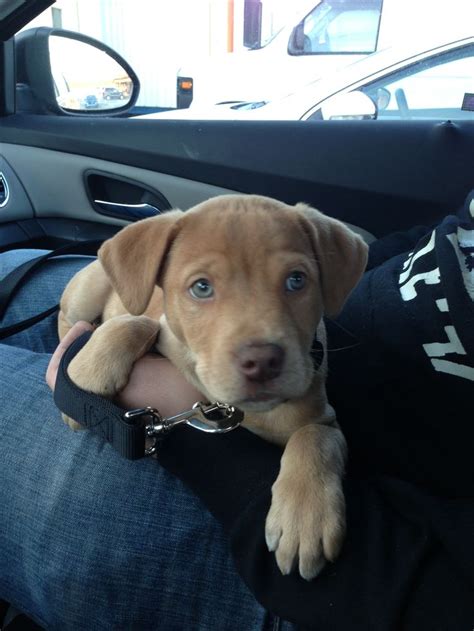 Chocolate Lab Pit Mix Puppies Red Nose Pitbull Black Lab Mix Red