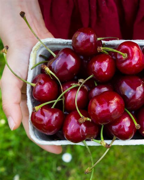 7 Types Of Cherries And How To Use Them Artofit