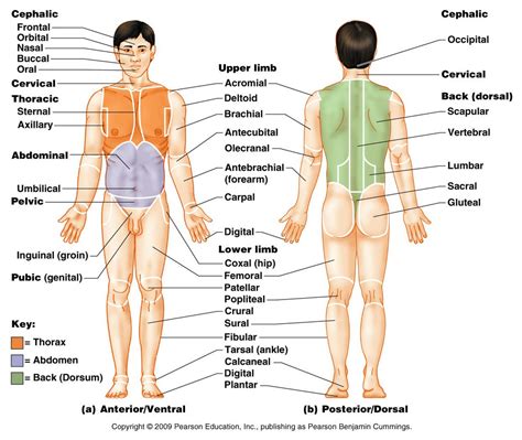 Body Regions Posterior Dorsal Diagram Quizlet