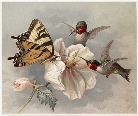 10 Hummingbird Graphics Images Updated Vintage Birds Butterfly