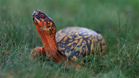 Eastern Box Turtle Conserve Wildlife Foundation Of New Jersey