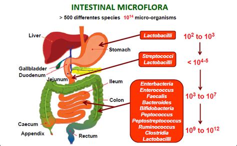 Gut Microbiota Composition Thegastroenterologist