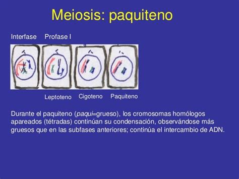 Mitosis Y Meiosis2