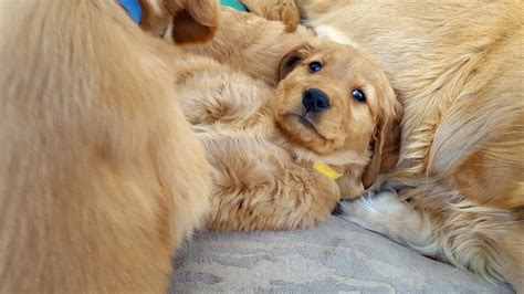 We also begin crate training at this time by feeding the pups in individual crates. Golden retriever puppy Facebook:Willow's AKC Golden ...
