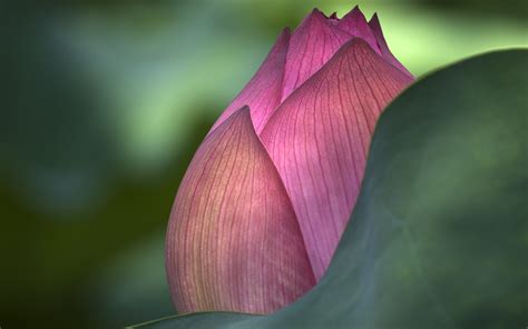 Beautiful Lotus Flower Picture Hd Desktop Wallpapers 4k Hd
