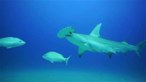 Hammerhead Sharks Feeding Frenzy Youtube