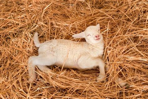 Lamb Dreaming Stock Photo Image Of Sleepy Smiling Wool 19890552