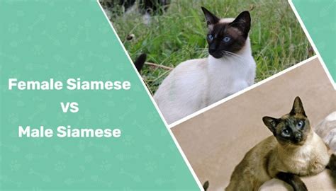 Male Vs Female Siamese Cats Whats The Difference With Pictures My XXX Hot Girl