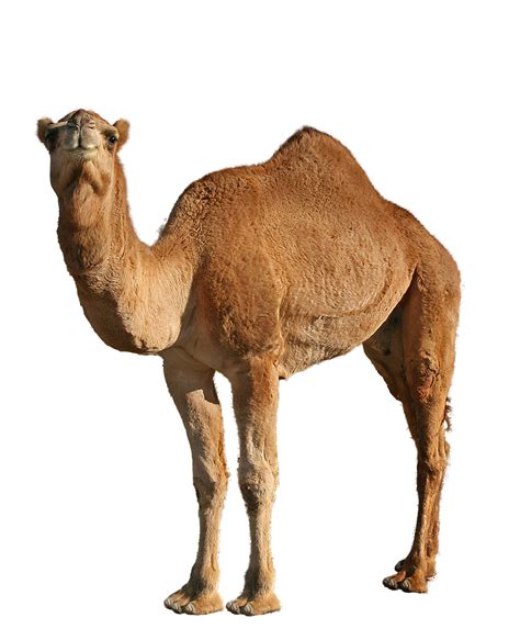 Camel Animal Dromedary Free Photo On Pixabay