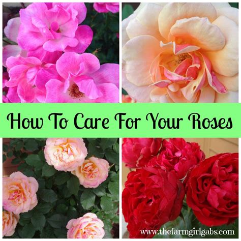 Simple Rose Care Tips And Techniques Rose Care Simple Rose Rose