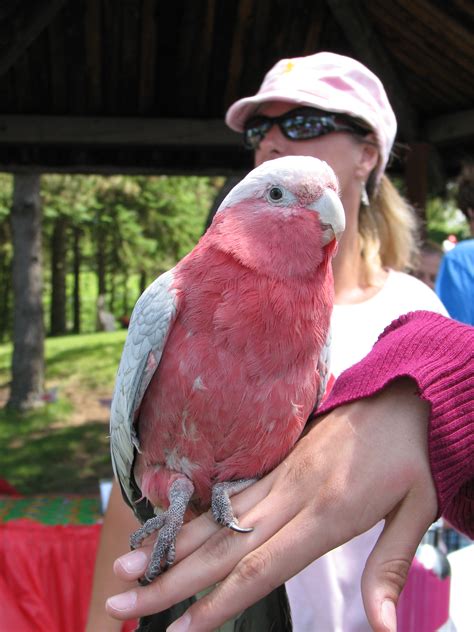 Pink Parrot By Draken Leader On Deviantart