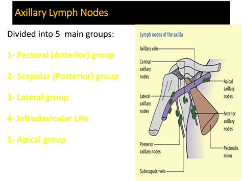 Axillary Lymph Nodes Armpit