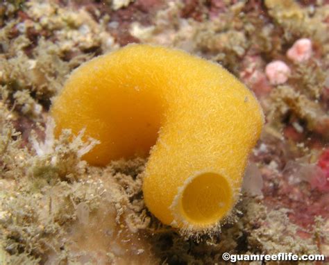 sponges can thrive at any depth of water because they are not dependent on sunlight
