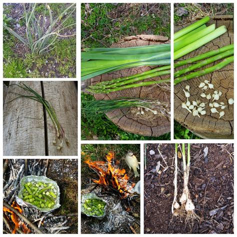 Every other part of the onion is edible. The 7 P's Blog: Wild Edible/Medicinal: Wild Onion (Allium ...