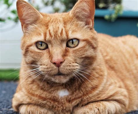 Ginger Tabby Cat Facts Too Adorable To Miss Facts Net