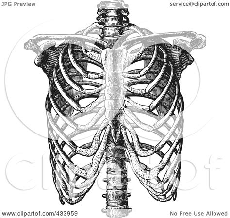 1181 x 1901 jpeg 433 кб. Royalty-Free (RF) Clipart Illustration of a Black And White Human Anatomical Rib Drawing - 3 by ...
