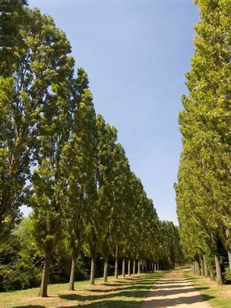 High and nearly 10 ft. Newport Flowering Plum | The Tree Center™