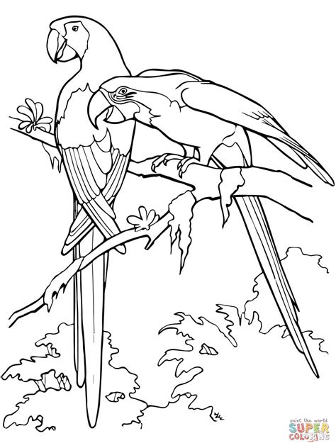 And today, there are about 300. Scarlet Macaws coloring page | Free Printable Coloring Pages