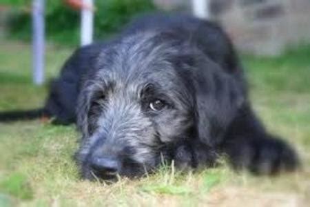 It turned out i was wrong: Labradoodle Information and Breeder in Guyton, GA | CNR Farms