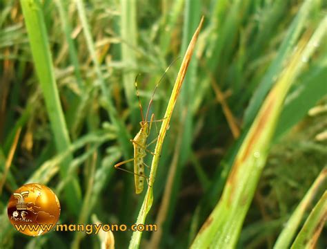 We did not find results for: Tanaman padi di Pagaden Barat, Subang di serang Walang Sangit