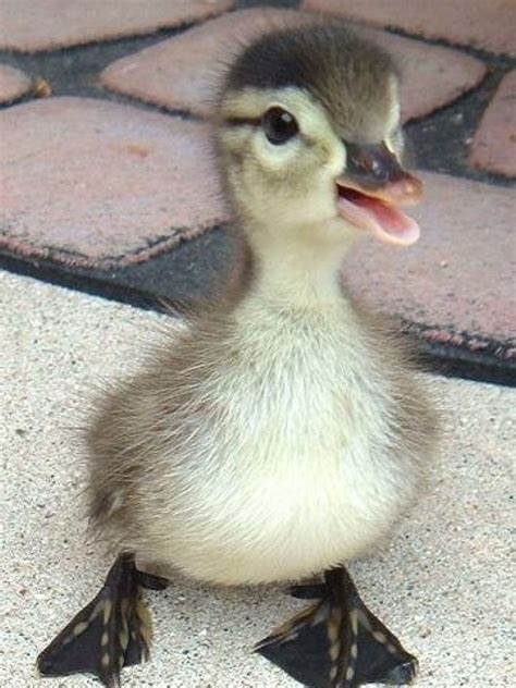 Baby Duck Fluffy Animals Cute Ducklings Sweet Animals