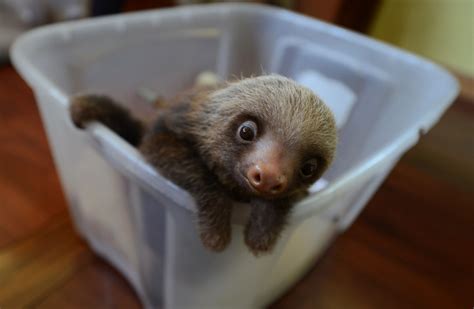 The top city of residence is san francisco, followed by los angeles. Sloth sanctuary raises awareness — slowly — about the ...