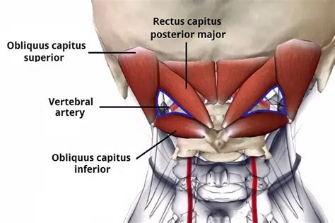 Back Of Skull And Neck Anatomy / Consequently, this is the information