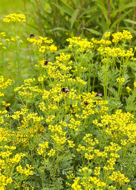 Rue Ruta Graveolens Ruta Graveolens Small Yellow Flowers