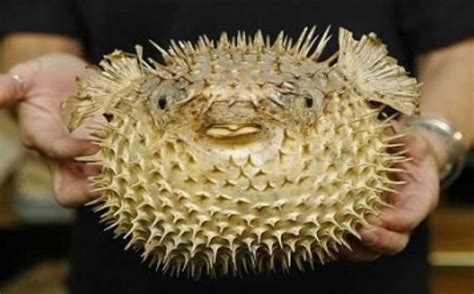Ikan ini awalnya mungkin terlihat. Ikan Buntal, Ikan Beracun yang Menjadi Menu Favorit di ...