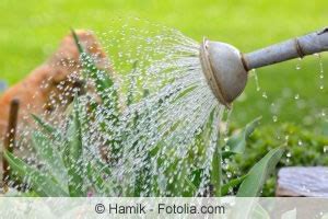 Wir zeigen ihnen in diesem artikel, worauf sie achten müssen und woran sie erkennen, ob eine pflanze wasser braucht. Blumen gießen - morgens, abends, wann und wie oft ...
