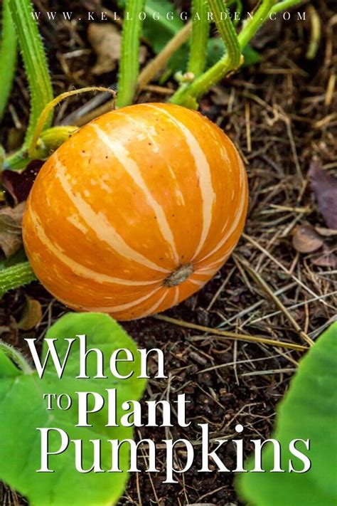 We did not find results for: When to Plant Pumpkins in 2020 | When to plant pumpkins ...