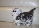 Don't miss what's happening in your neighborhood. Short Legged Munchkin Kittens For Sale - Simpang - free ...
