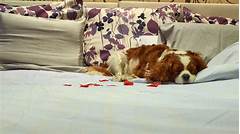 Dog Hotel Masterclass The Ultimate Guide To Canine Vacation Planning