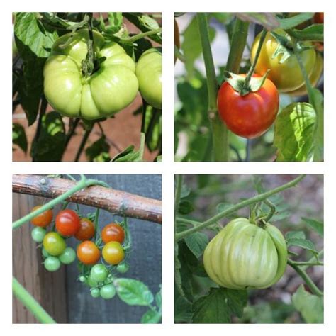 Mavis Garden Blog Pictures Of Heirloom Tomatoes One Hundred Dollars