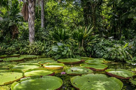 11 Amazing Facts about the Amazon Rainforest - LiveMinty