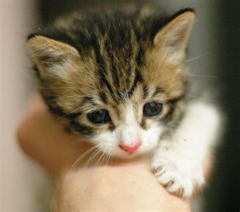 Baby Kitten For Adoption Anna Blog