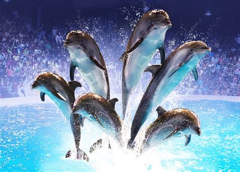 Hiper It Part Of Bps Group Helps Dubai Dolphinarium Achieve