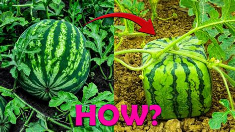 How To Grow Square Watermelon At Home Easy For Beginners Amazing