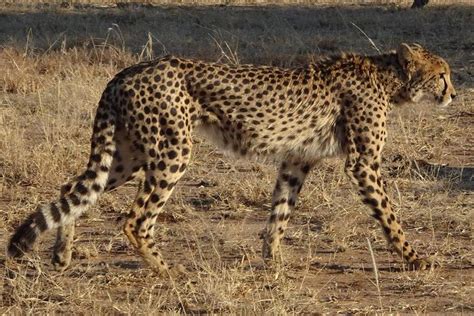 Cheetah Kids On Instagram Beautifully Built For Speed With Long Legs