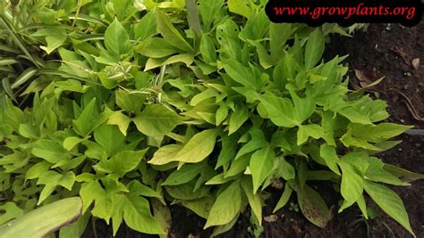 Do not refrigerate (chilling can cause sweet potatoes to develop a. Sweet potato - How to grow & care