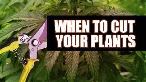 Fill the container 2/3 with succulent mix, compact it down to make sure there is no air space. CUTTING PLANTS: HOW AND WHEN TO CUT MARIJUANA?